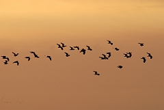 David Plant Photography - Wildlife Photographer - Lapwing flock at dusk - D